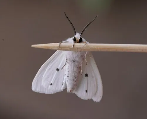 Virginian Tiger Moth - photo 3