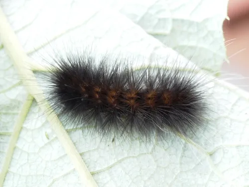 Virginian Tiger Moth - photo 4