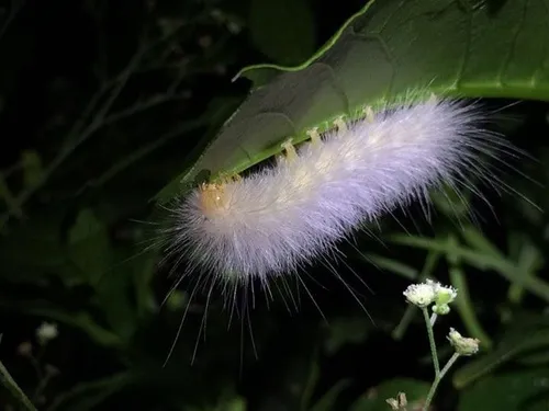 Virginian Tiger Moth - photo 5