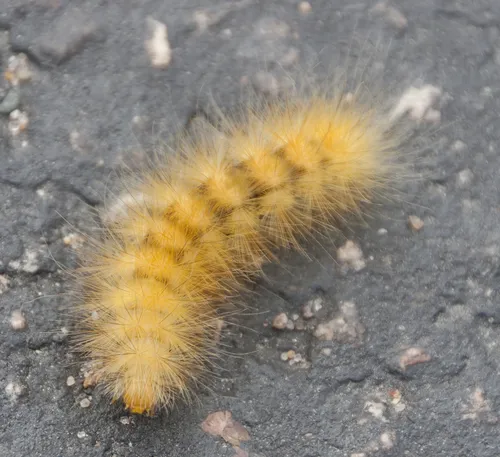Virginian Tiger Moth - photo 6