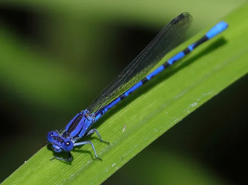 Vivid Dancer Damselfly