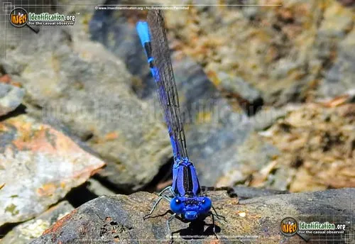Vivid Dancer Damselfly - photo 5