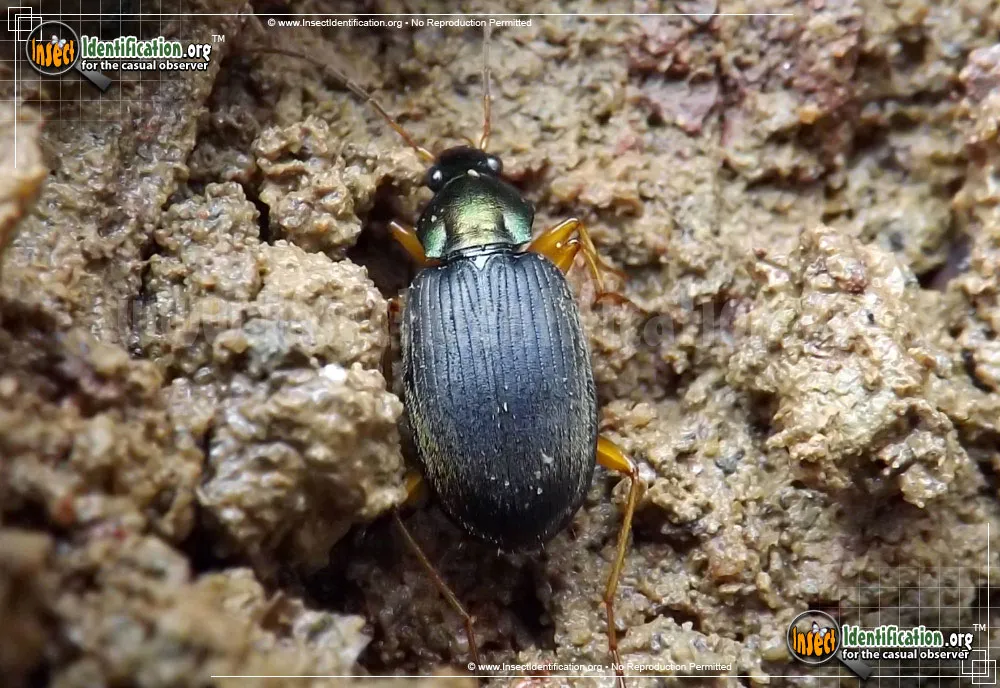 Vivid Metallic Ground Beetle - Chlaenius spp.