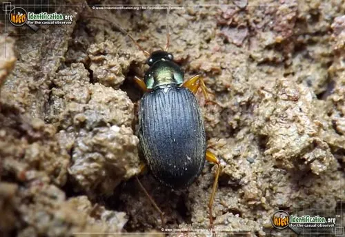 Vivid Metallic Ground Beetle - photo 2