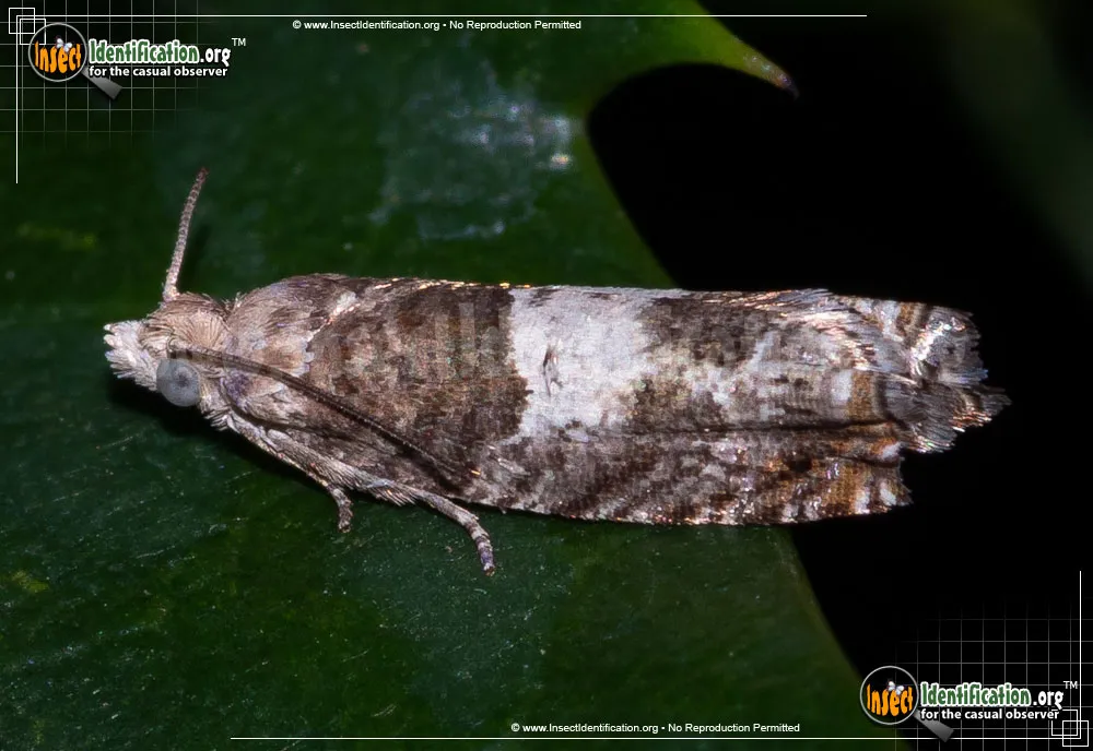 Walker's Epinotia Moth