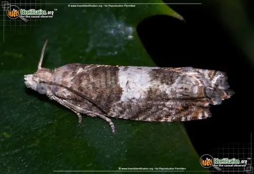 Walker's Epinotia Moth - photo 2