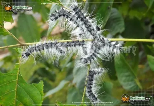 Walnut Caterpillar Moth - photo 2