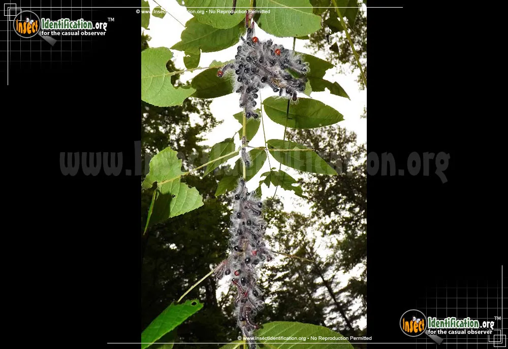 Walnut Caterpillar Moth - photo 3
