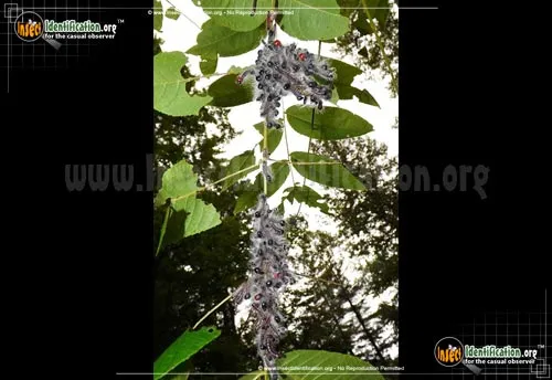 Walnut Caterpillar Moth - photo 4