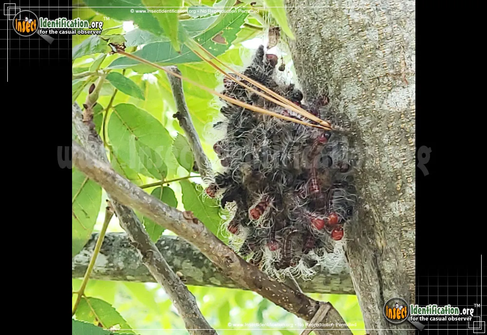 Walnut Caterpillar Moth - photo 5