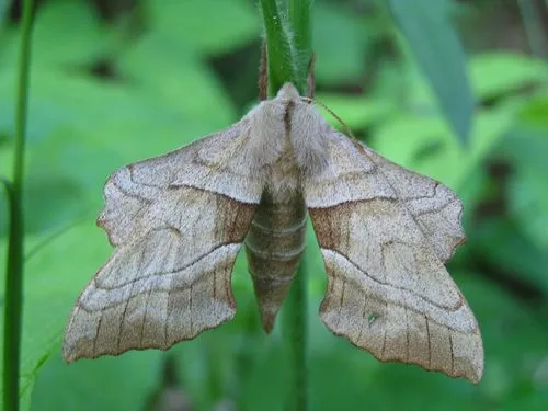 Walnut Sphinx Moth