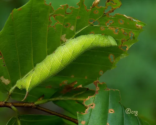 Walnut Sphinx Moth - photo 4