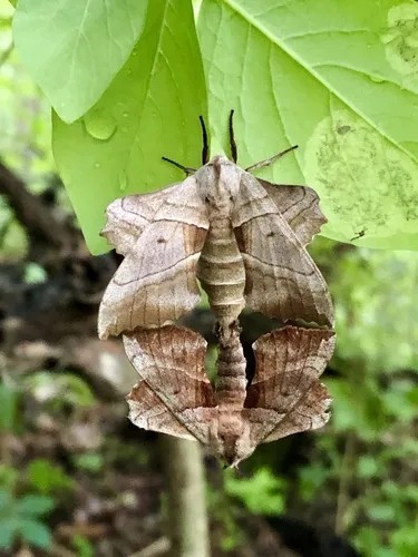 Walnut Sphinx Moth - photo 6