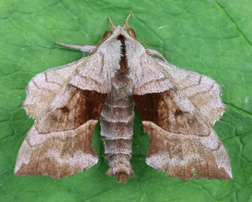 Walnut Sphinx Moth - photo 7
