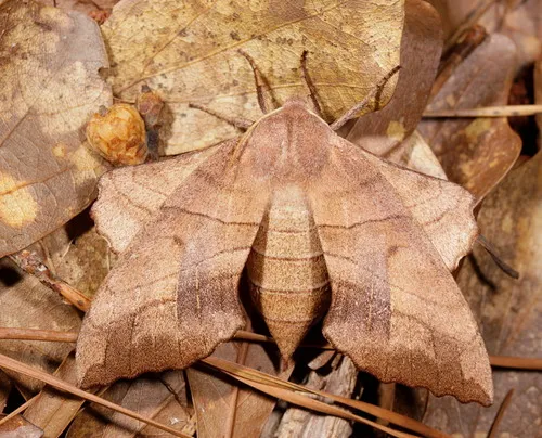 Walnut Sphinx Moth - photo 8