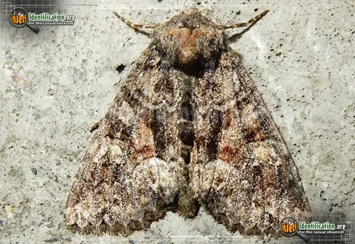 Wandering Brocade Moth - photo 2