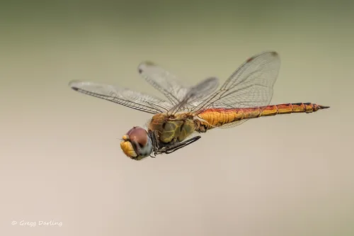 Wandering Glider