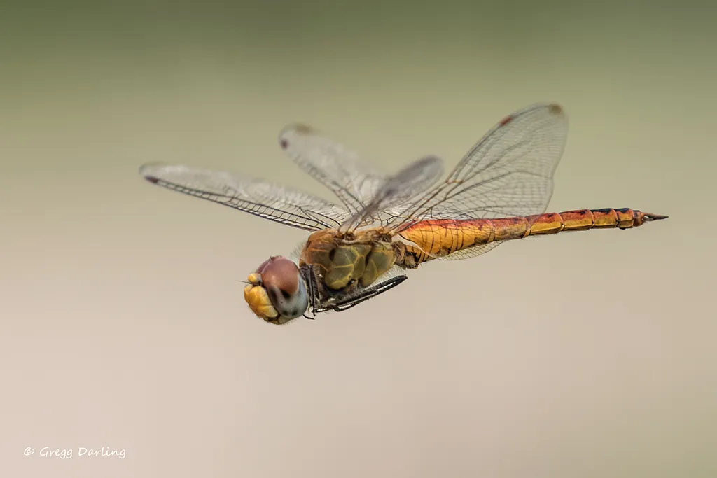 Wandering Glider - photo 2