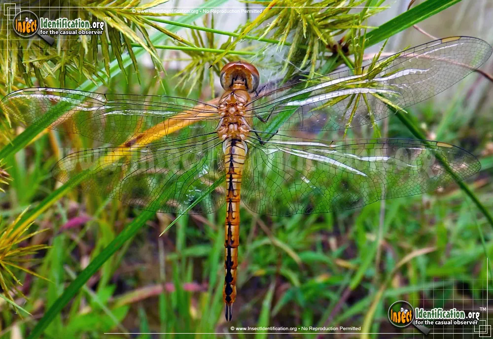 Wandering Glider - photo 4