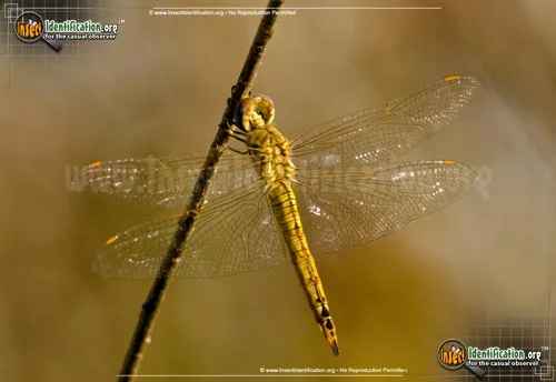 Wandering Glider - photo 6