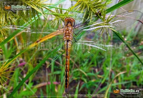 Wandering Glider - photo 7