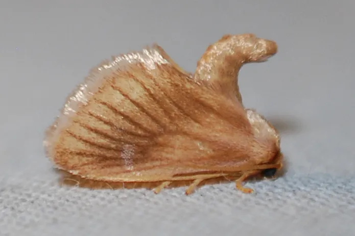 Warm-chevroned Moth - photo 3