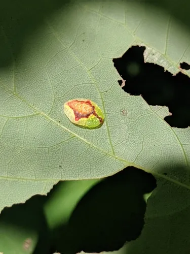 Warm-chevroned Moth - photo 4