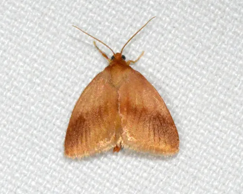 Warm-chevroned Moth - photo 5