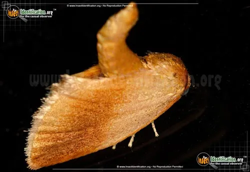 Warm-chevroned Moth - photo 7