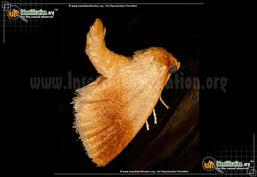 Warm-chevroned Moth - photo 8