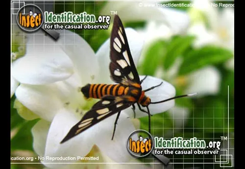 Wasp Moth - photo 2