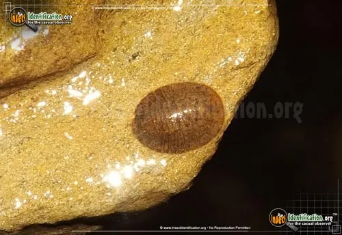 Water Penny - photo 2