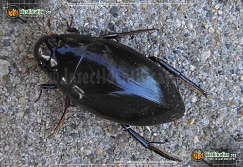 Water Scavenger Beetle - photo 2