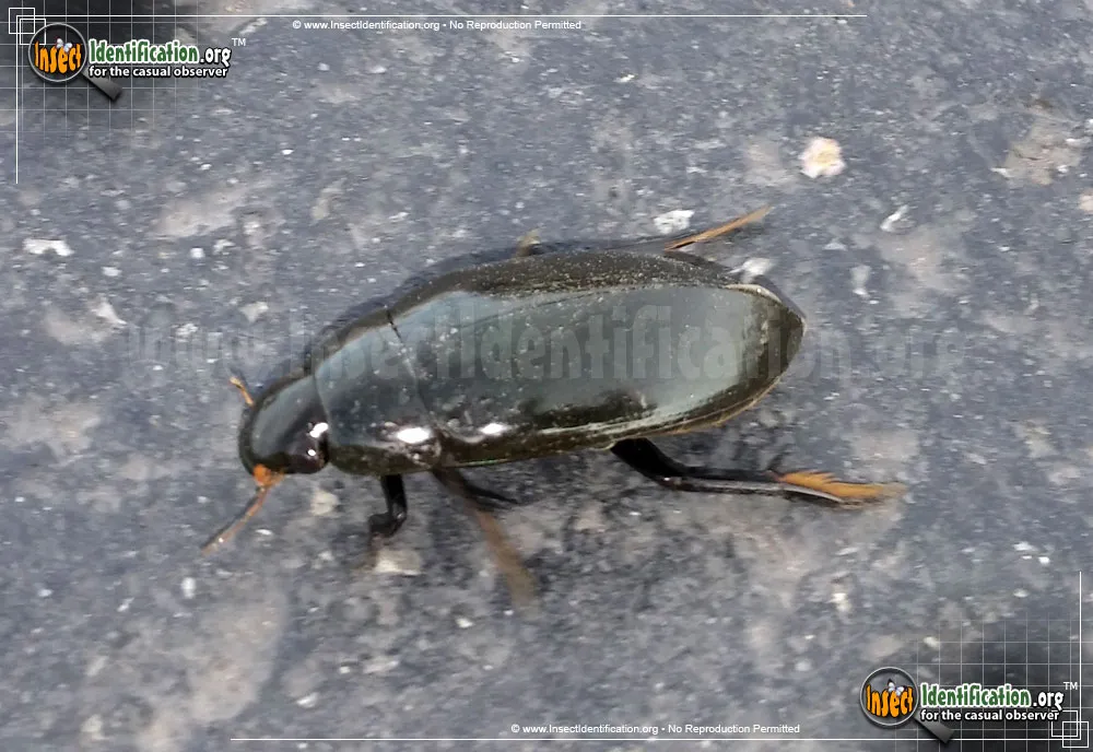 Water Scavenger Beetle - photo 3