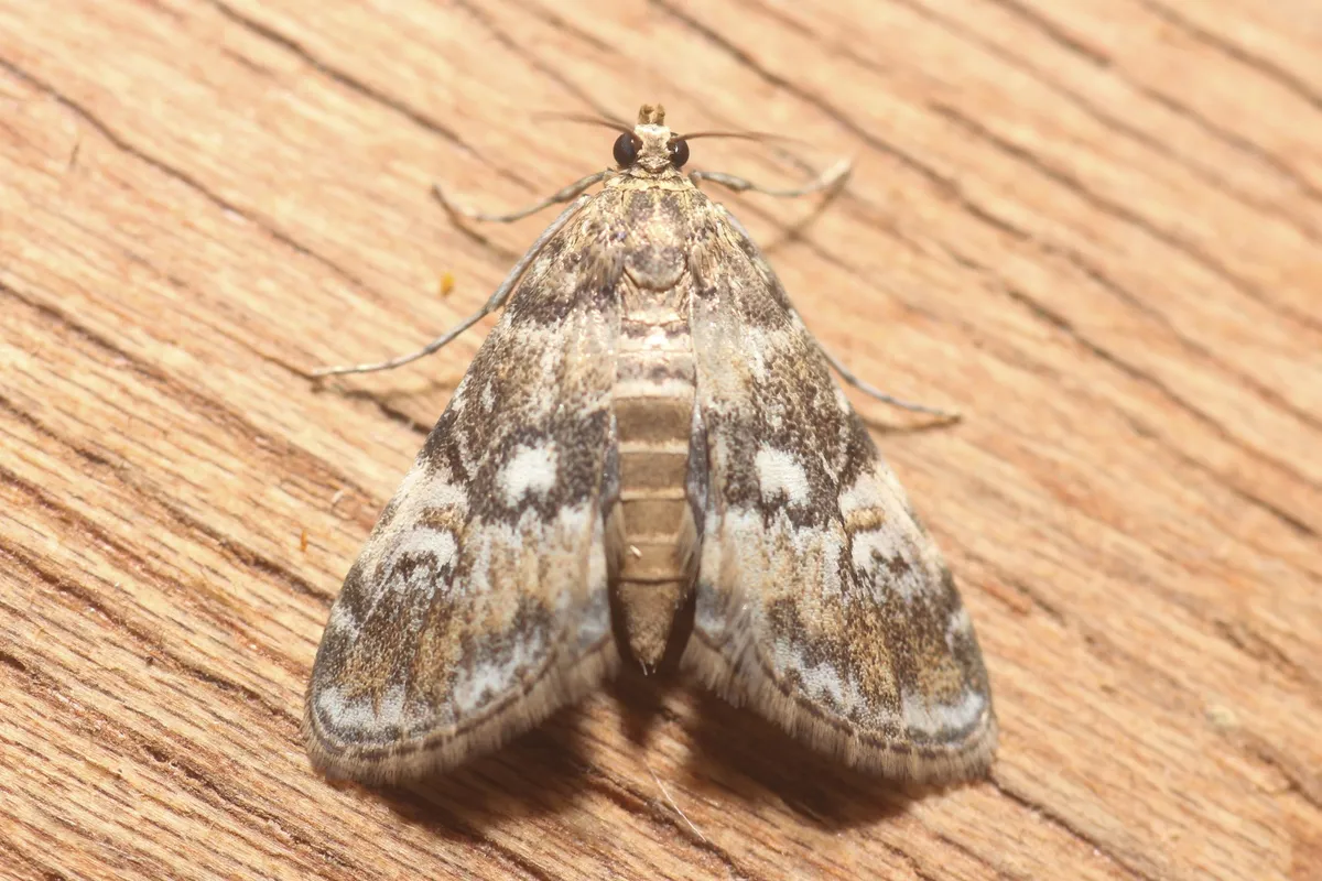 Waterlily Leafcutter Moth - photo 3