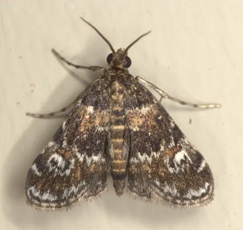 Waterlily Leafcutter Moth - photo 4