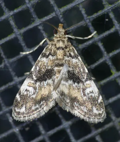 Waterlily Leafcutter Moth - photo 5