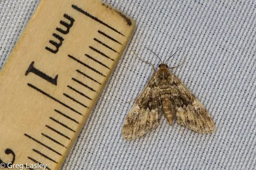 Waterlily Leafcutter Moth - photo 6