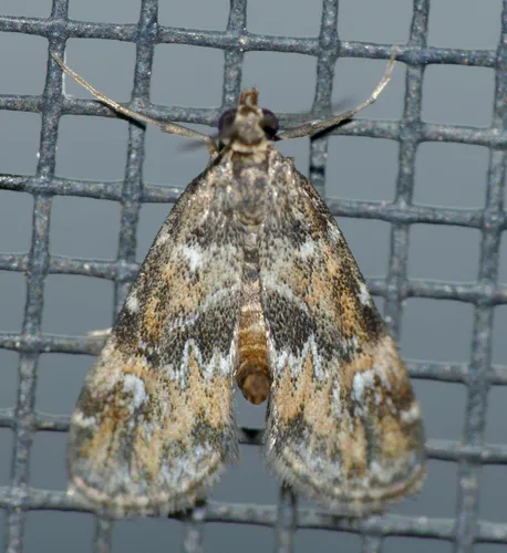 Waterlily Leafcutter Moth - photo 7