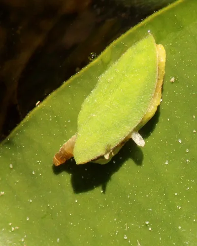 Waterlily Leafcutter Moth - photo 8
