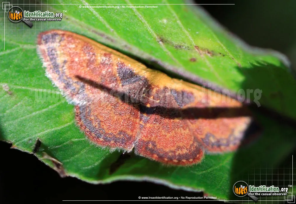 Wave Moth -L. hepaticaria