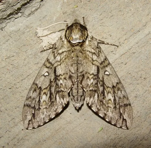 Waved Sphinx Moth