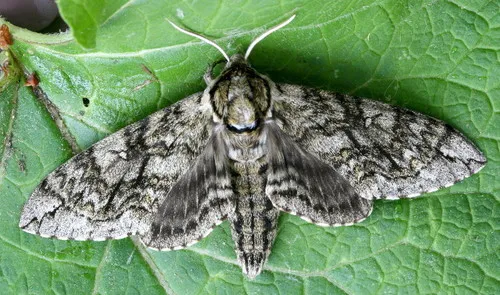 Waved Sphinx Moth - photo 4