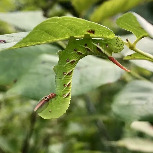 Waved Sphinx Moth - photo 5