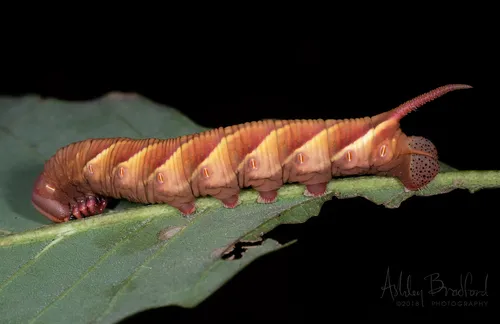 Waved Sphinx Moth - photo 6