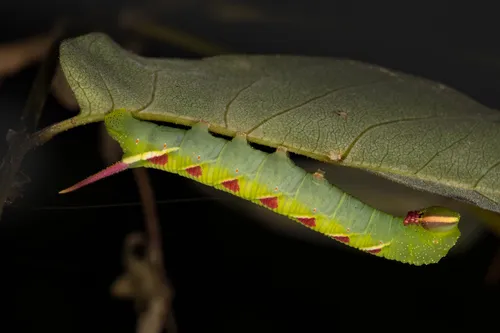 Waved Sphinx Moth - photo 8
