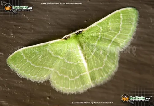 Wavy-lined Emerald Moth - photo 2