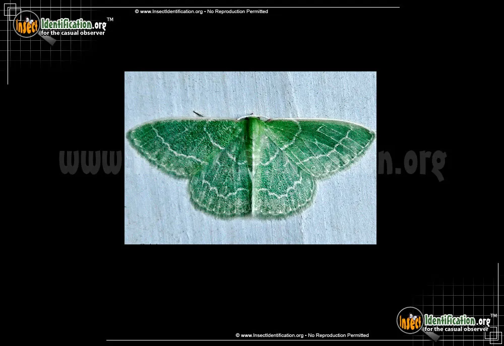 Wavy-lined Emerald Moth - photo 5