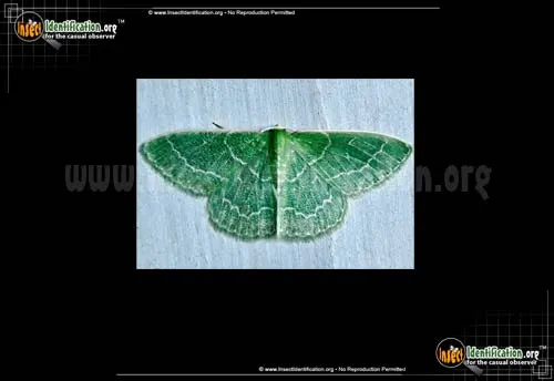 Wavy-lined Emerald Moth - photo 6