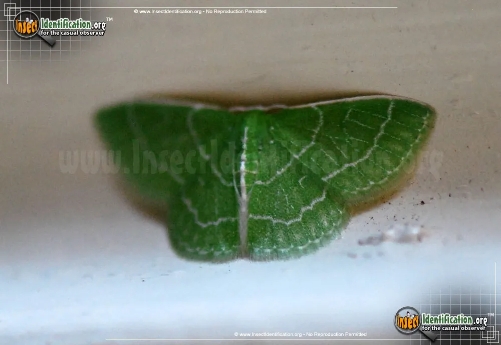 Wavy-lined Emerald Moth - photo 7